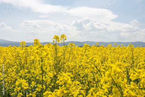 Agricultural field with oilseed rape. rapeseed is raw material for the production of beet oil and oil added to diesel cars. Canola  colza.