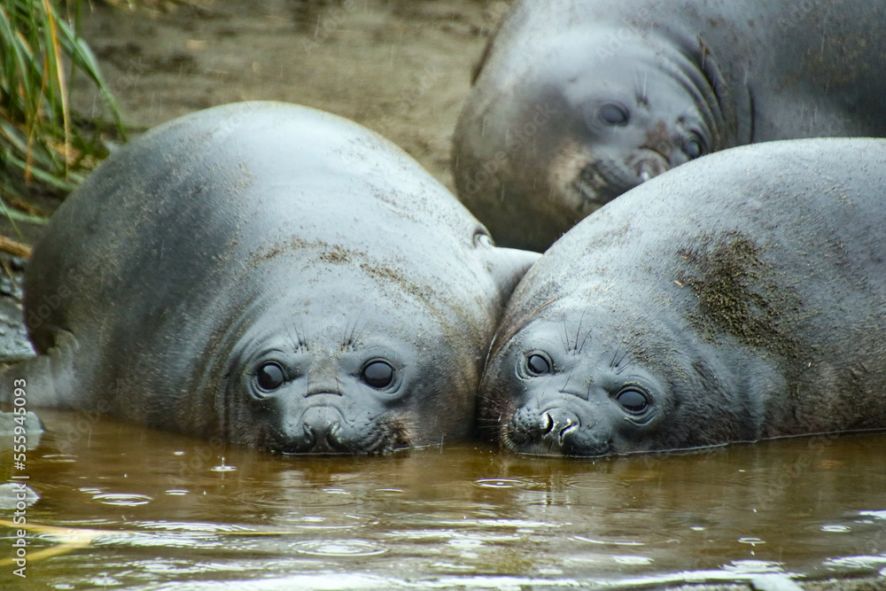 Fototapeta premium sea lion resting