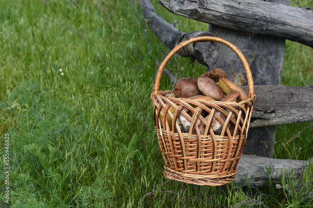 Basket with mushrooms and lilies of the valley on an old fence against the backdrop of a forest landscape Basket with mushrooms and lilies of the valley on an old fence against the backdrop of a forest landscape
