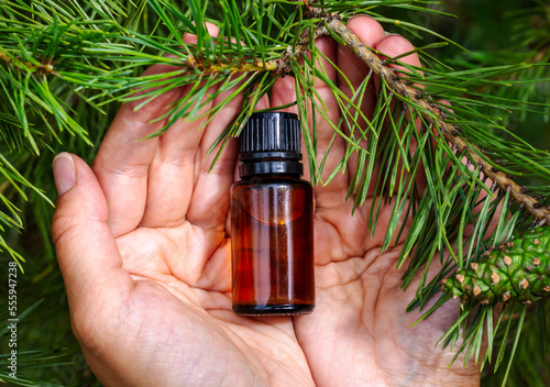 Pine essential oil. A dark glass bottle with essential oil in the hands against the background of pine branches. natural essential oils photo