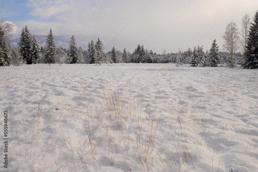 Winterlandschaft im Tiefenberger Moos. Winterlandschaft im Tiefenberger Moos.
