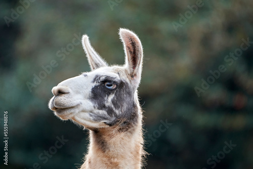 Beautiful close-up portrait of the head of a black and white llama looking to the left in the natural park of cabarceno, in cantabria, spain, europe