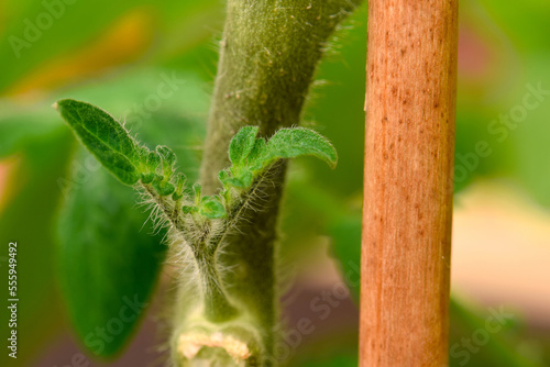 Green Tomato Leaf Bud 03
