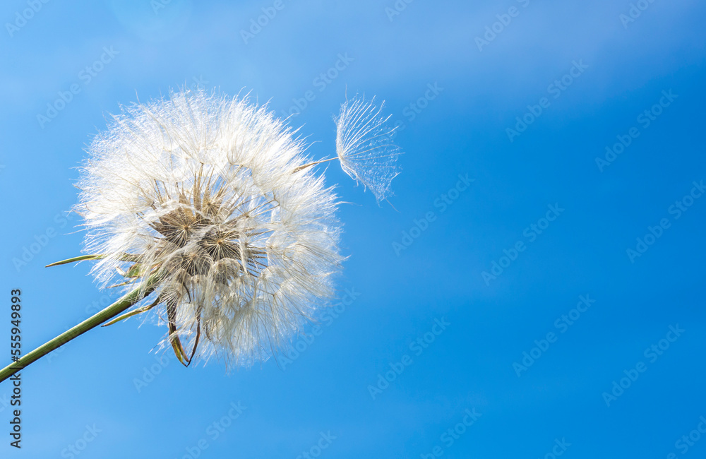 Fluffy dandelionon the background of a blue sky Fluffy dandelionon the background of a blue sky