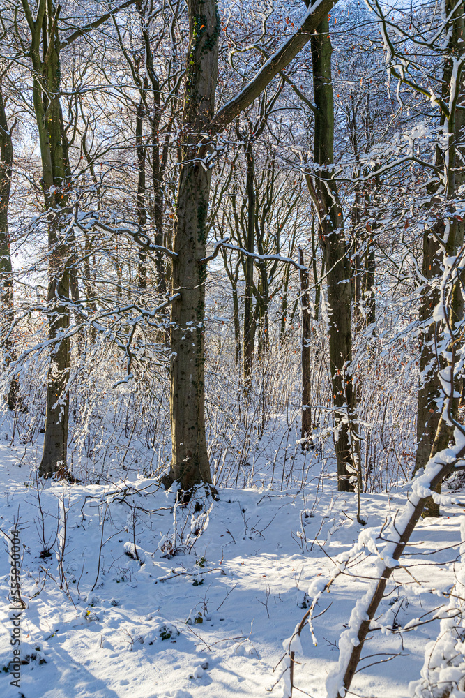 Fototapeta premium Early winter snow in a woodland on the Cotswolds at Barrow Wake, Birdlip, Gloucestershire, England UK