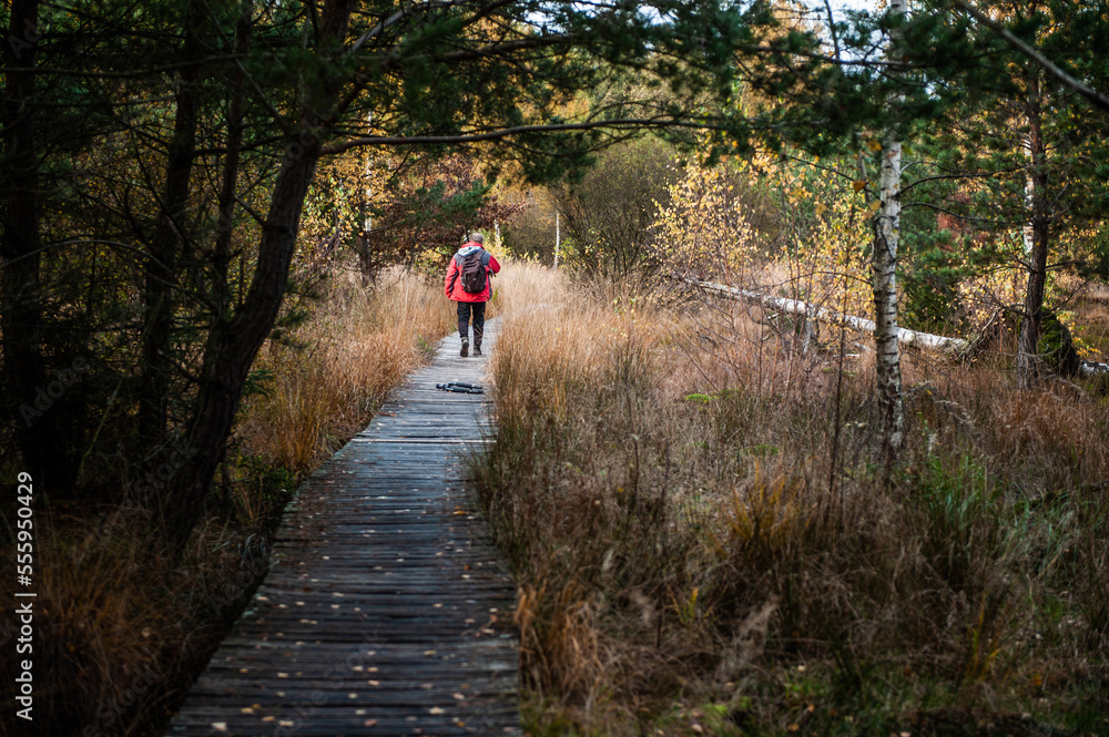 Holzsteg in Moorgebiet