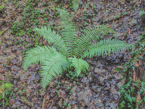 Male fern on the forest floor