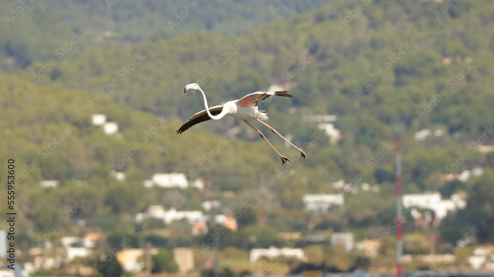Fototapeta premium Estanque des Codolar, Parque Natural de las Salinas, San José, Ibiza, Islas Baleares