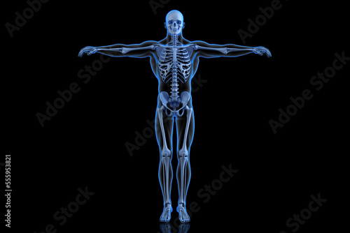 Human Skeleton. Front view. 3D Rendering © kirill_makarov