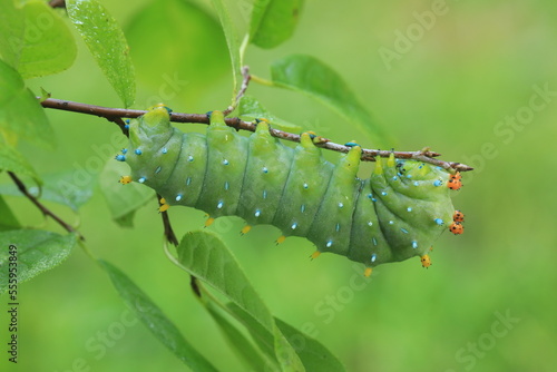 cecropia moth caterpillar  Hyalophora cecropia on choke cherry photo