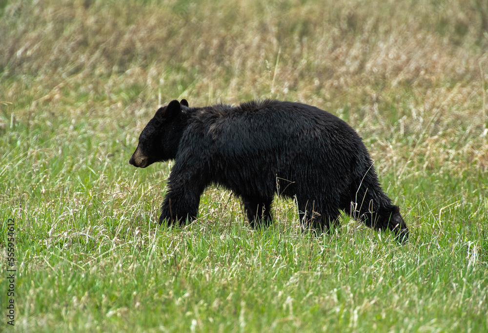 Fototapeta premium Black Bear