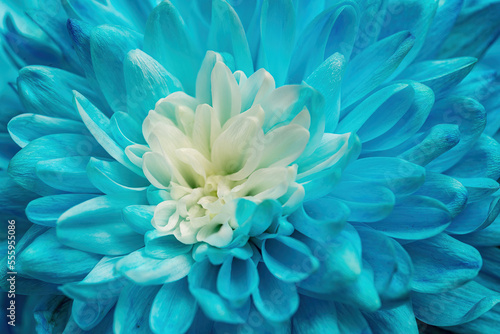 Beautiful blue chrysanthemum flower close-up © viktor