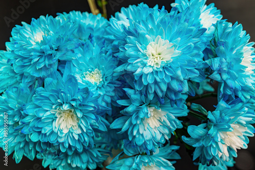 Bouquet of blue chrysanthemums close-up