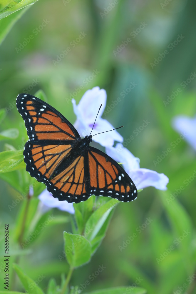 viceroy butterfly limenitis archippus on wild petunia ruellia humilis viceroy butterfly limenitis archippus on wild petunia ruellia humilis
