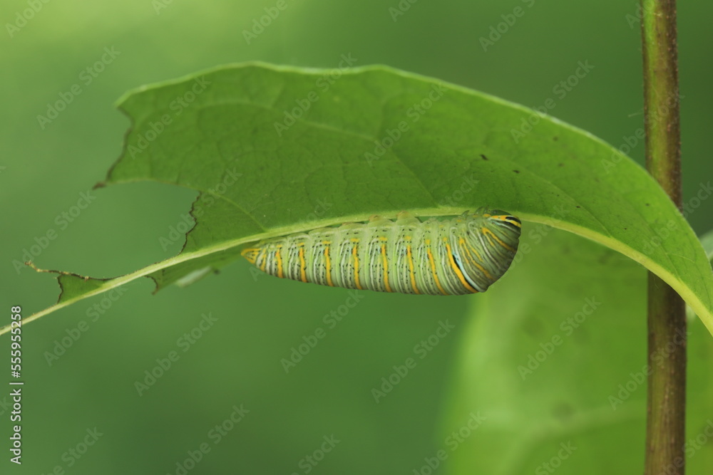 Zebra swallowtail eurytides marcellus caterpillar