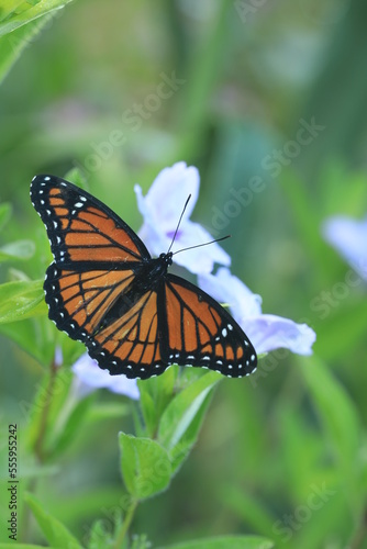 viceroy butterfly limenitis archippus on wild petunia ruellia humilis