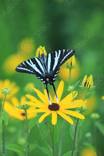 zebra swallowtail butterfly (eurytides marcellus) on sweet black eye susan (Rudbeckia subtomentosa) photo