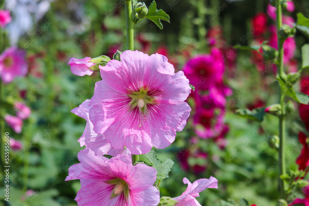 Pink and white flowers of hollyhocks blooming in the garden Pink and white flowers of hollyhocks blooming in the garden