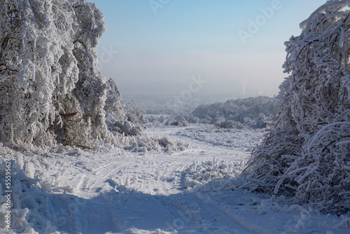 Winter. Snow. Forest. Freeze. Outdoor