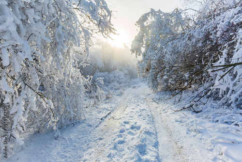 Winter. Snow. Forest. Freeze. Outdoor