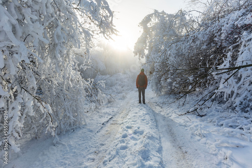 Winter. Snow. Forest. Freeze. Outdoor