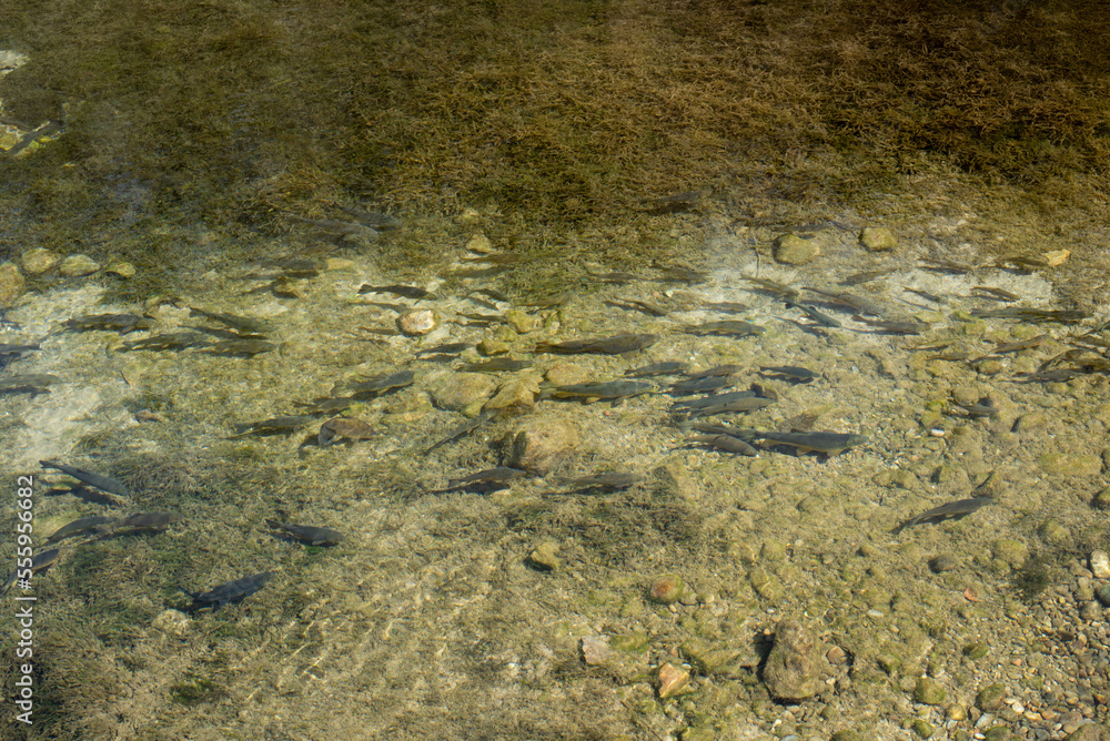 river, fish under water during the day river, fish under water during the day