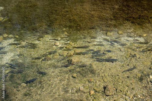 river, fish under water during the day