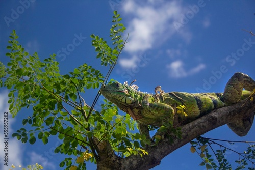 iguana en arbol de moringa