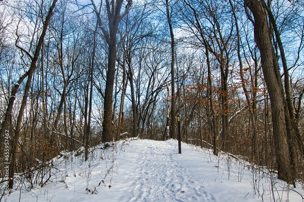 Fototapeta premium Beneath a partly cloudy blue sky on a winter day in Wisconsin, fresh snow blankets a forested, hilly landscape along a segment of the Ice Age Trail.