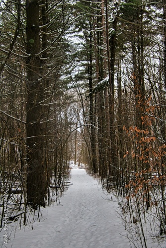 On a cloudy Winter day in Southern Wisconsin, fresh snow covers a forested landscape along a segment of the Ice Age Trail passing between tall mpines.