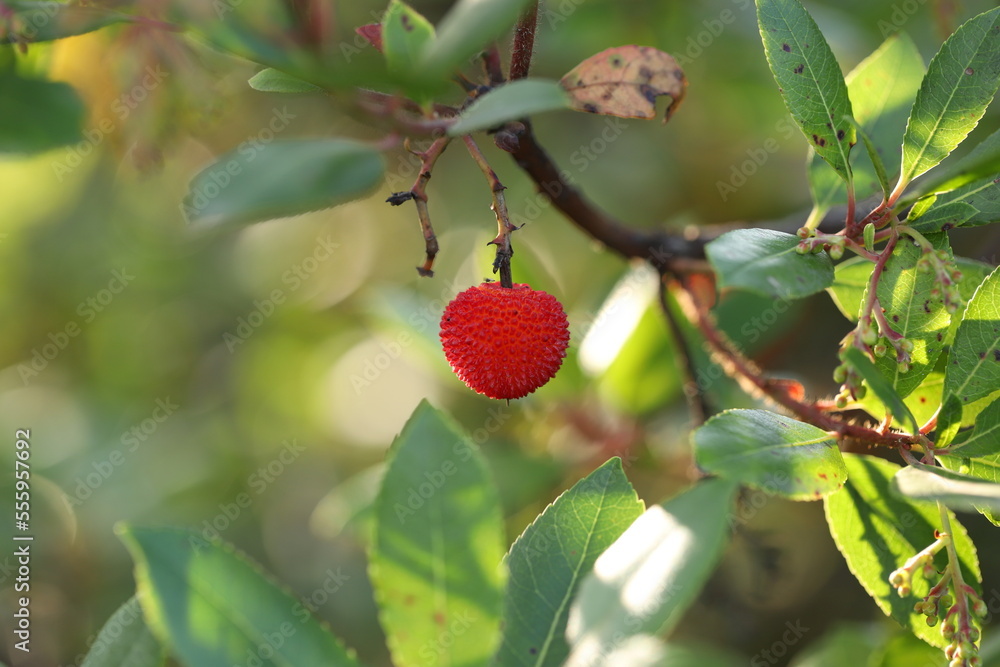 fruits of Arbutus unedo yellow and red in autumn. The arbutus is a species of shrub belonging to the genus Arbutus in the family Ericaceae. fruits of Arbutus unedo yellow and red in autumn. The arbutus is a species of shrub belonging to the genus Arbutus in the family Ericaceae.