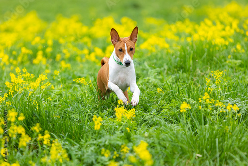 Red basenji puppy runs across the field through green grass and yellow flowers photo