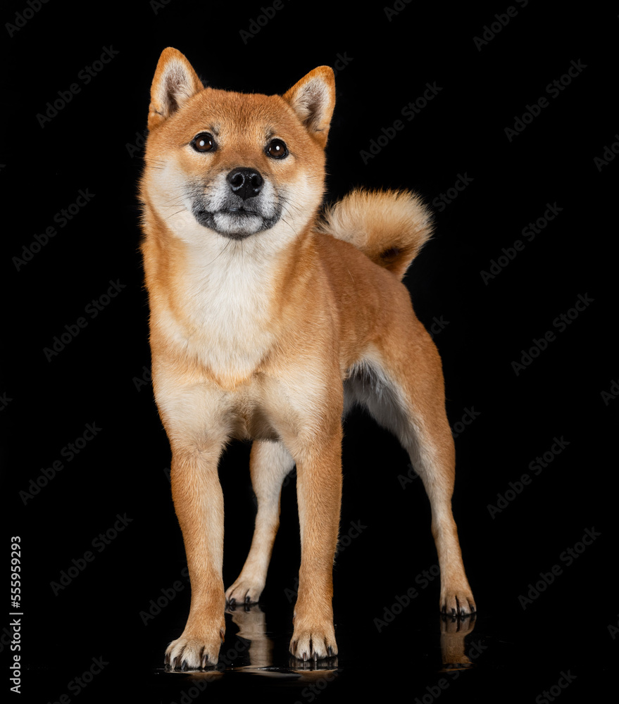 shiba inu in studio shiba inu in studio