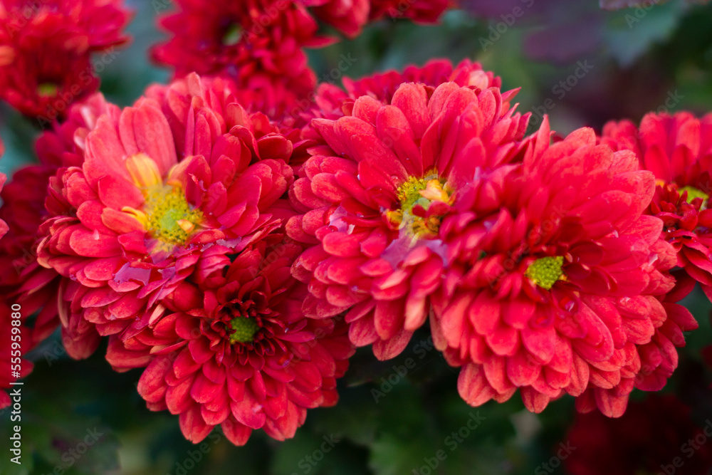 red chrysanthemum flower red chrysanthemum flower