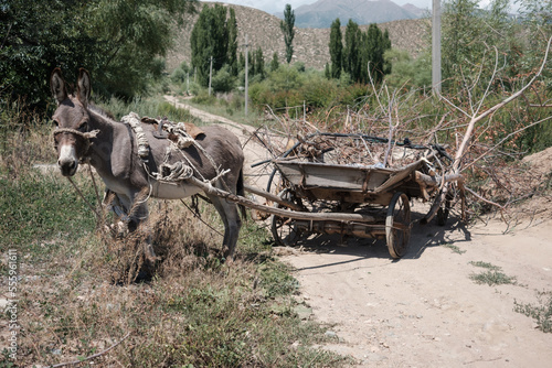 Donkey cart used to collect firewood near the shore of lake Issyk-Kul, Kyrgyzstan photo