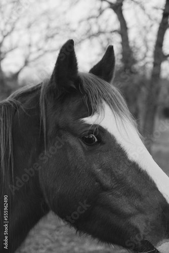 Wide eyed blaze face mare horse closeup in black and white during winter on ranch.