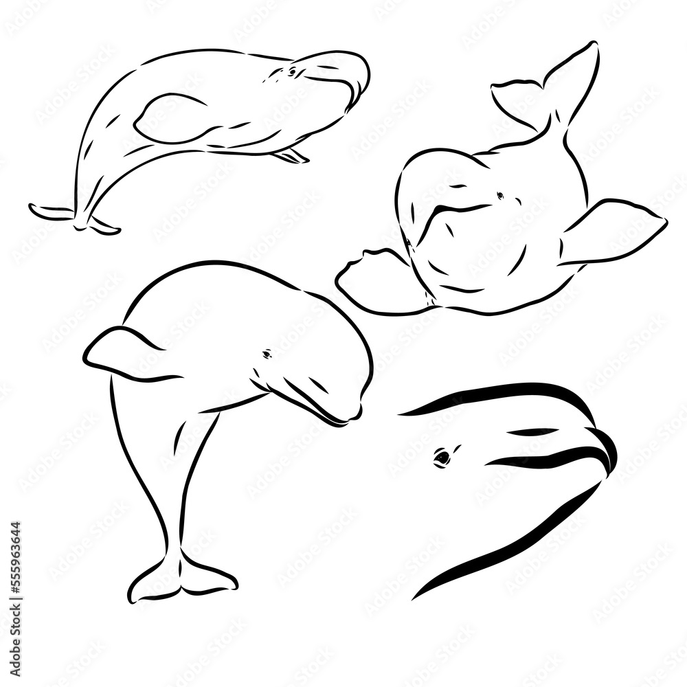 Hand drawn vector beluga whale. Sketch engraving illustration of whale. beluga whale vector sketch illustration