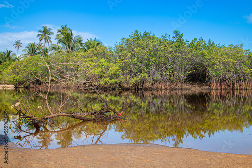 bushes reflecting in the lake