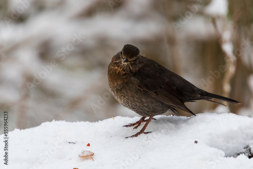 Amsel im Schnee