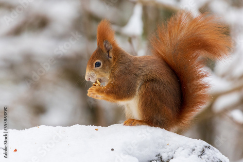 squirrels in the snow and eating nuts