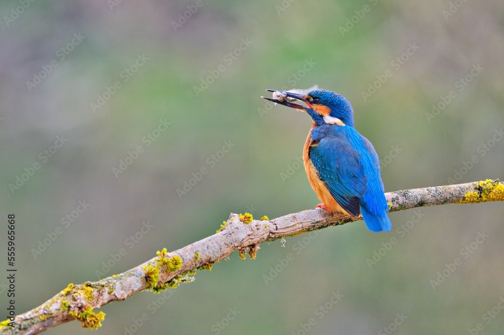 Eisvogel, natur, wild lebende tiere, orange, baum, tier Eisvogel, natur, wild lebende tiere, orange, baum, tier