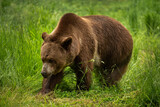 Grizzly Bear in Spring