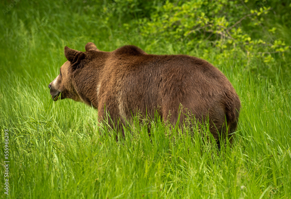 Grizzly Bear in Spring