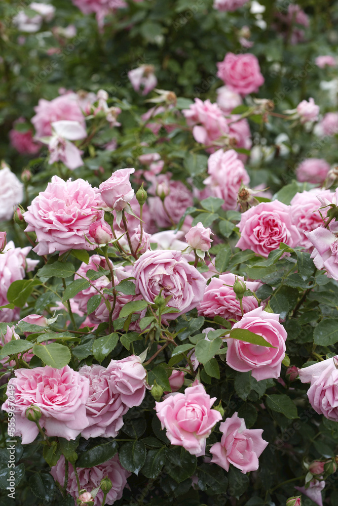 China Rose Garden China Rose Garden