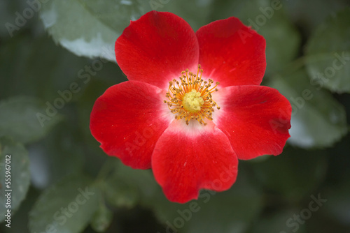 Eyepaint Rose Floribunda photo