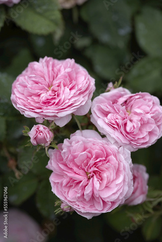Petite de Hollande Centifolia Rose photo