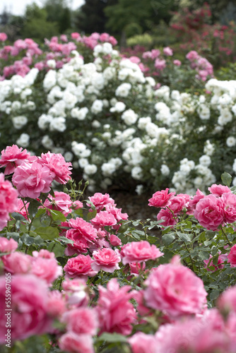 Country Dancer Shrub Rose Garden