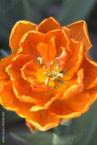 Orange Tulip photo