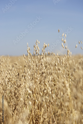 Oats, Starbuck, Macdonald, Manitoba, Canada
