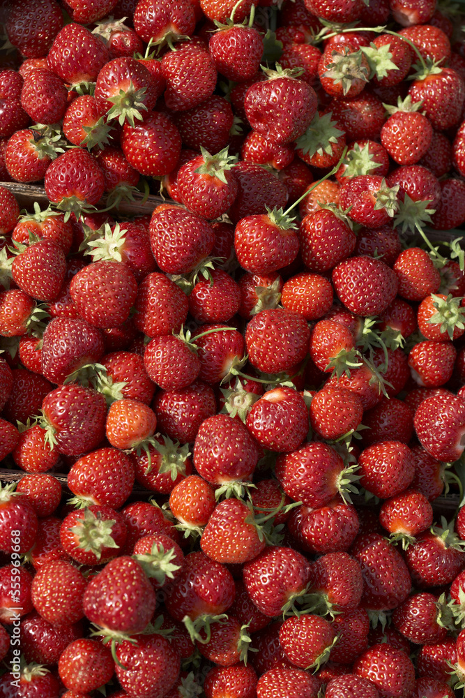 Harvested Strawberries, DeVries Farm, Fenwick, Ontario, Canada Harvested Strawberries, DeVries Farm, Fenwick, Ontario, Canada